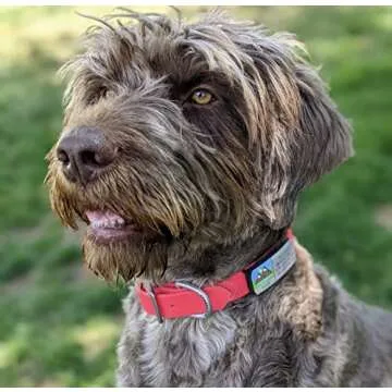 LYP Soundless Slide-On Collar Dog ID Tag - Stylish & Durable