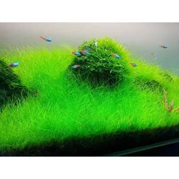 Marcus Fish Tanks - 3X Dwarf Hair Grass Eleocharis Parvula Live Aquarium Plants Carpeting Plant for ...