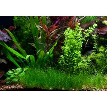 Marcus Fish Tanks - 3X Dwarf Hair Grass Eleocharis Parvula Live Aquarium Plants Carpeting Plant for Aquatic Freshwater Fish Tank