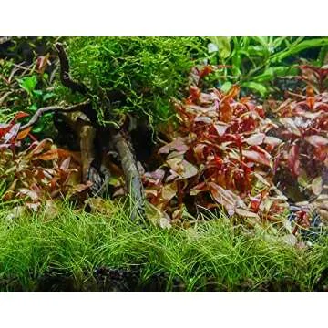 Marcus Fish Tanks - 3X Dwarf Hair Grass Eleocharis Parvula Live Aquarium Plants Carpeting Plant for Aquatic Freshwater Fish Tank