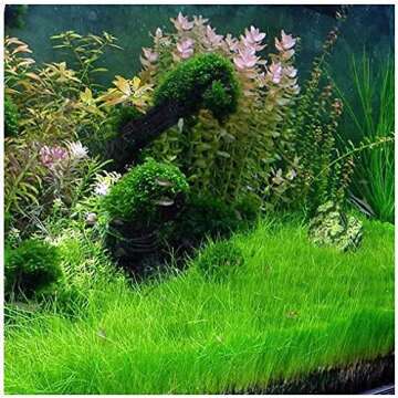 Marcus Fish Tanks - 3X Dwarf Hair Grass Eleocharis Parvula Live Aquarium Plants Carpeting Plant for Aquatic Freshwater Fish Tank