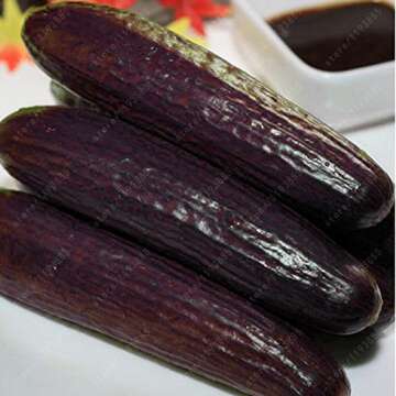 100 pcs rare purple black cucumber japanese long cucumber seeds for home garden seeds vegetables healthy Non-GMO plants