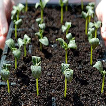 100 pcs rare purple black cucumber japanese long cucumber seeds for home garden seeds vegetables healthy Non-GMO plants
