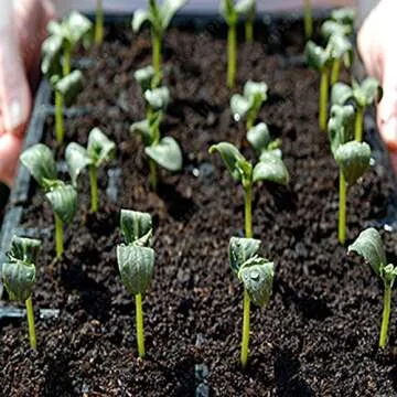 100 pcs rare purple black cucumber japanese long cucumber seeds for home garden seeds vegetables healthy Non-GMO plants