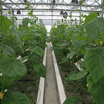 100 pcs rare purple black cucumber japanese long cucumber seeds for home garden seeds vegetables healthy Non-GMO plants