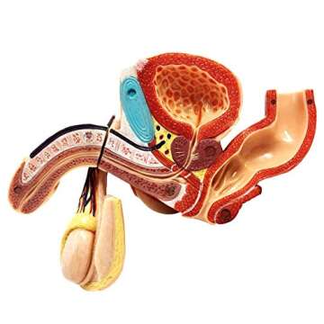 Life-Size Male Genital Organ Model for Anatomy Education