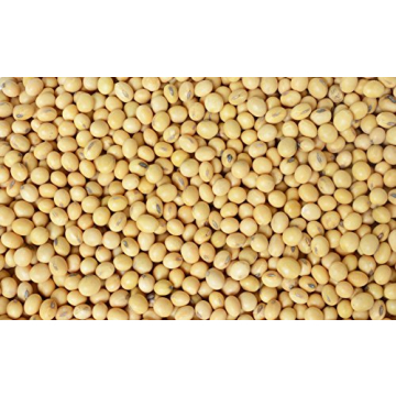 Hunza Organic Soybeans (2 lbs) - Affordable Protein Source