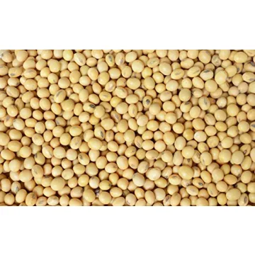 Hunza Organic Soybeans (2 lbs) - Affordable Protein Source