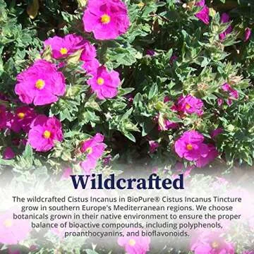 BioPure Cistus Incanus Herbal Extract – Wild Organic Cistus Incanus Tincture Rich in Antioxidants, Polyphenols & Bioflavonoids Great for Immune Function, The Gut, and Overall Wellness – 4 fl oz