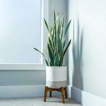 Common Decor Plant Basket for 10 inch Plant Pots Indoor, Modern Floor Basket Planter with Handles, Beautiful Indoor Planter Basket, Woven Plant Basket Size: 11" x 11"