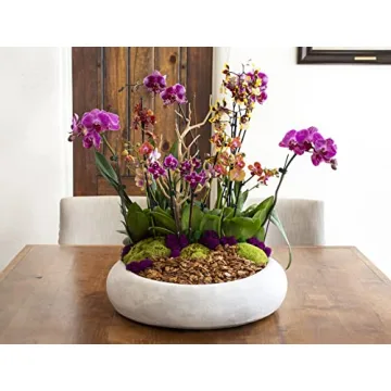 SuperMoss Preserved Moss Mix Vibrant & Versatile Decor