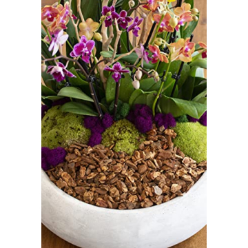 SuperMoss Preserved Moss Mix Vibrant & Versatile Decor