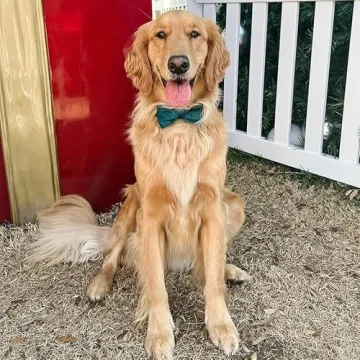 Personalized PETDURO Dog Collar with Rose Gold Buckle
