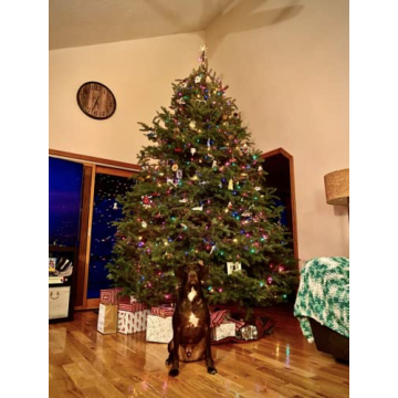 Stable Christmas Tree Stand for 8-Foot Live Trees