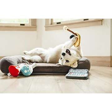 P.L.A.Y. Back to School Plush Toys for Dogs - Adorable Fun