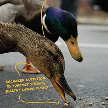 Manna Pro Duck Layer Pellet | High Protein for Increased Egg Production | Formulated with Probiotics...