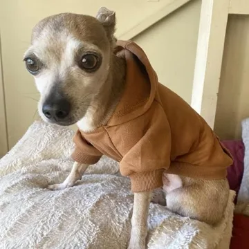 Warm Jecikelon Dog Hoodie for Small Dogs - Stylish & Cozy