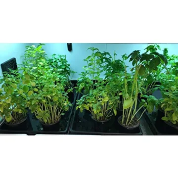 Durable 1020 Plant Trays for Seedlings & Microgreens