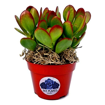 Purchase Stunning Crassula Ovata Jade Plant Online