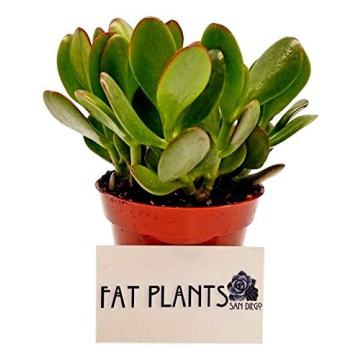 Purchase Stunning Crassula Ovata Jade Plant Online