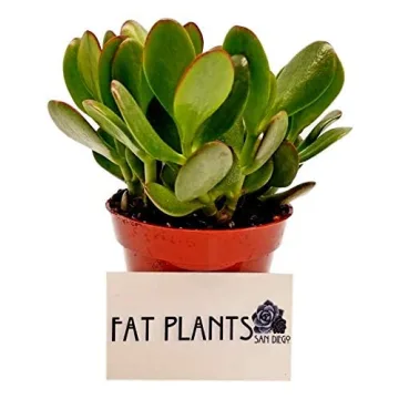 Purchase Stunning Crassula Ovata Jade Plant Online