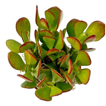 Purchase Stunning Crassula Ovata Jade Plant Online