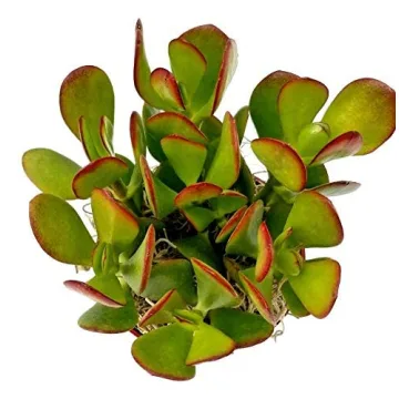 Purchase Stunning Crassula Ovata Jade Plant Online