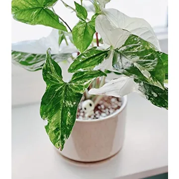 LE TAUCI Ceramic Plant Pots Set with Drainage - Unique Design