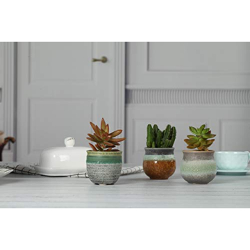 T4U Small Succulent Planter Pots Set of 3 for Gifts