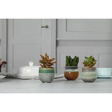 T4U Small Succulent Planter Pots Set of 3 for Gifts