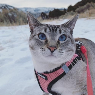 Voyager Step-In Air Harness for Small Dogs & Cats