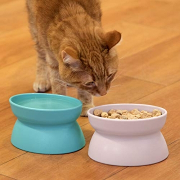 Shop Kitty City Elevated Cat Bowls for Healthy Eating