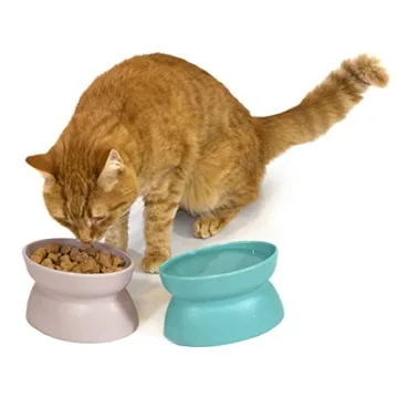 Shop Kitty City Elevated Cat Bowls for Healthy Eating