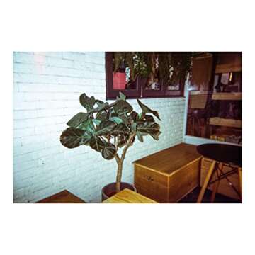 RETO Amber Spark 35mm Disposable Film Camera 27exp, Color Negative Film, Focus Free, Easy to Use, Built in Flash, Single Use (Film and Battery Included)