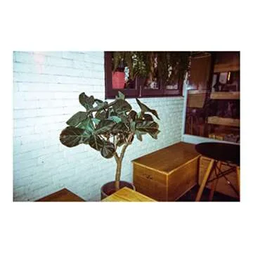 RETO Amber Spark 35mm Disposable Film Camera 27exp, Color Negative Film, Focus Free, Easy to Use, Built in Flash, Single Use (Film and Battery Included)