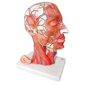 EVOTECH Human Half Head Superficial Neurovascular Model with Musculature, Life Size Anatomical Head ...