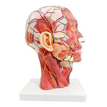 EVOTECH Human Half Head Superficial Neurovascular Model with Musculature, Life Size Anatomical Head Model Skull and Brain for Medical Teaching Learning, Science Learning Education Display Tool