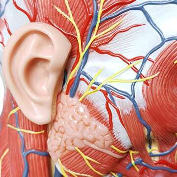 EVOTECH Human Half Head Superficial Neurovascular Model with Musculature, Life Size Anatomical Head Model Skull and Brain for Medical Teaching Learning, Science Learning Education Display Tool