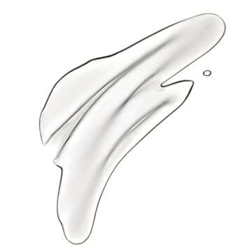 B~ ODY by T~P~H Anything Glows Body Oil for Dry Skin for Women & Men, 10 oz (Pack of 1)