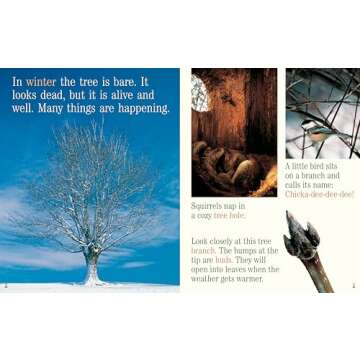 A Tree for All Seasons (Rise and Shine)