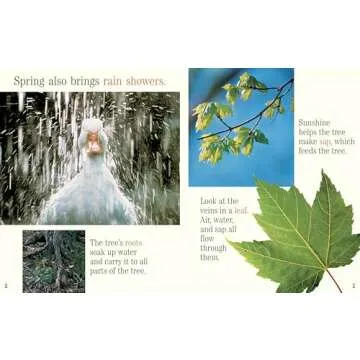 A Tree for All Seasons – Engaging Nature Book for Kids