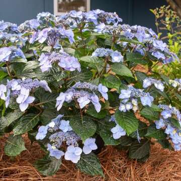 Endless Summer Hydrangea Pop Star Shrub - Blooms Year-Round