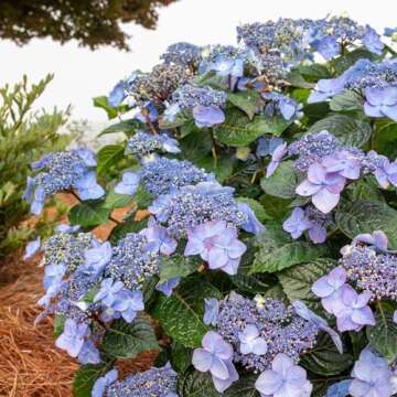 Endless Summer Hydrangea Pop Star Shrub - Blooms Year-Round