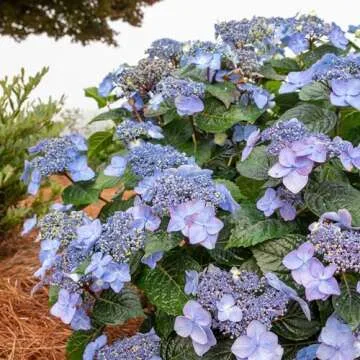 Endless Summer Hydrangea Pop Star Shrub - Blooms Year-Round