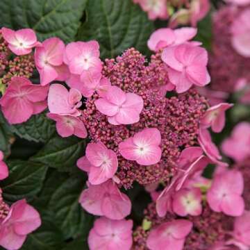 Endless Summer Hydrangea Pop Star Shrub - Blooms Year-Round