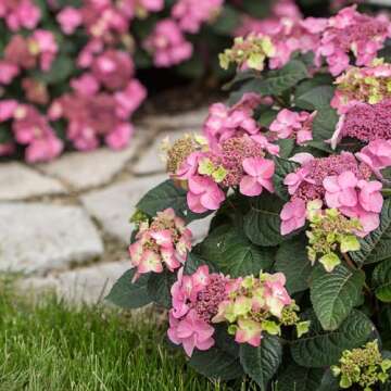 Endless Summer Hydrangea Pop Star Shrub - Blooms Year-Round