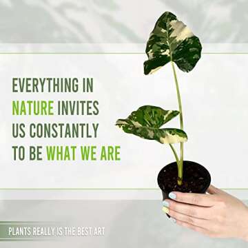 Alocasia Macrorrhiza Variegated by LEAL PLANTS ECUADOR, Live House Plant Elephant Ear Plant| Califor...