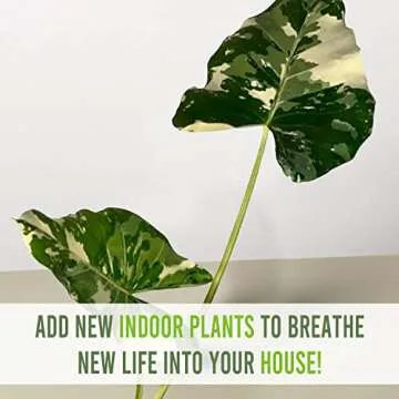 Alocasia Macrorrhiza Variegated by LEAL PLANTS ECUADOR, Live House Plant Elephant Ear Plant| California Tropicals| Alocasia Live Plant, Variegated Live houseplant| Rare Indoor Plants