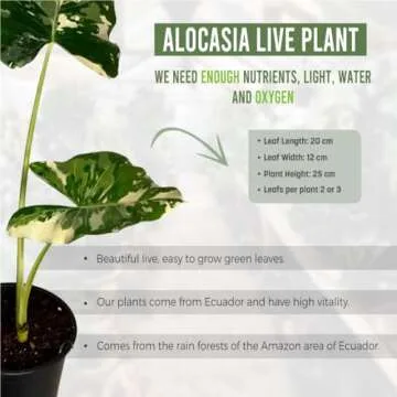 Alocasia Macrorrhiza Variegated by LEAL PLANTS ECUADOR, Live House Plant Elephant Ear Plant| California Tropicals| Alocasia Live Plant, Variegated Live houseplant| Rare Indoor Plants