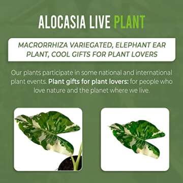 Alocasia Macrorrhiza Variegated by LEAL PLANTS ECUADOR, Live House Plant Elephant Ear Plant| California Tropicals| Alocasia Live Plant, Variegated Live houseplant| Rare Indoor Plants
